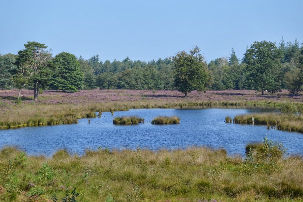 Uitzicht Kaapse Bossen