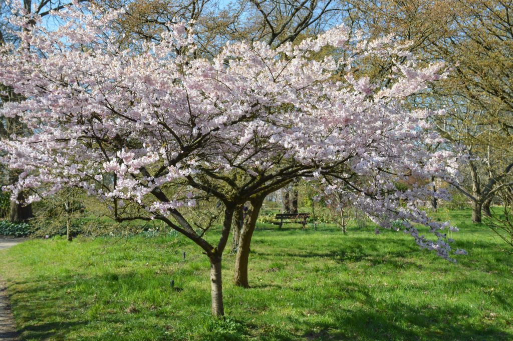 Arboretum Belmonte Wageningen