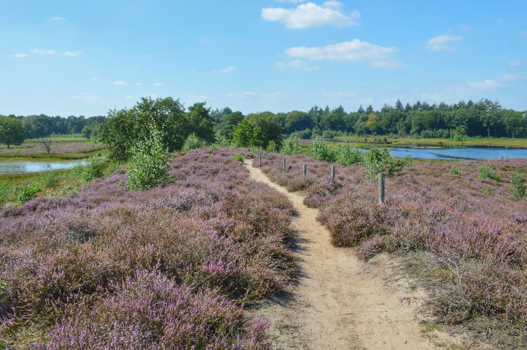 Het Gezicht van Nijmegen