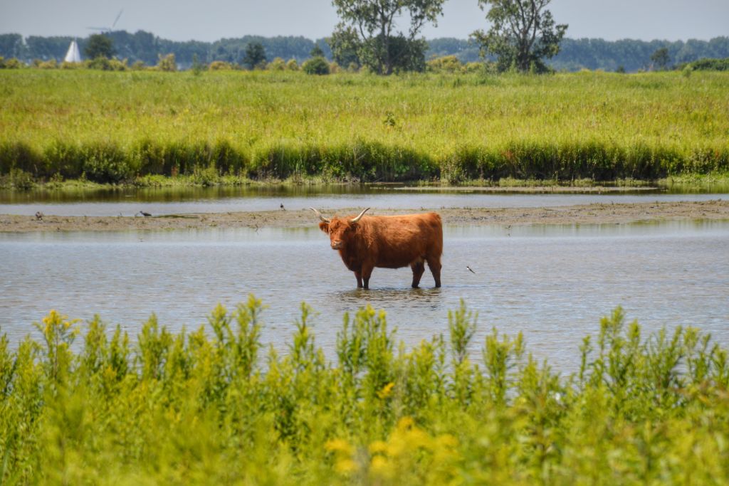 Schotse Hooglander op Tiengemeten