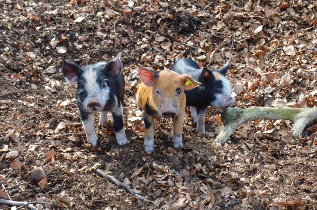 Bosvarkens Landgoed Zuylestein