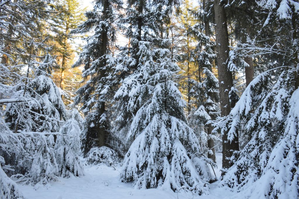 Bos in de sneeuw
