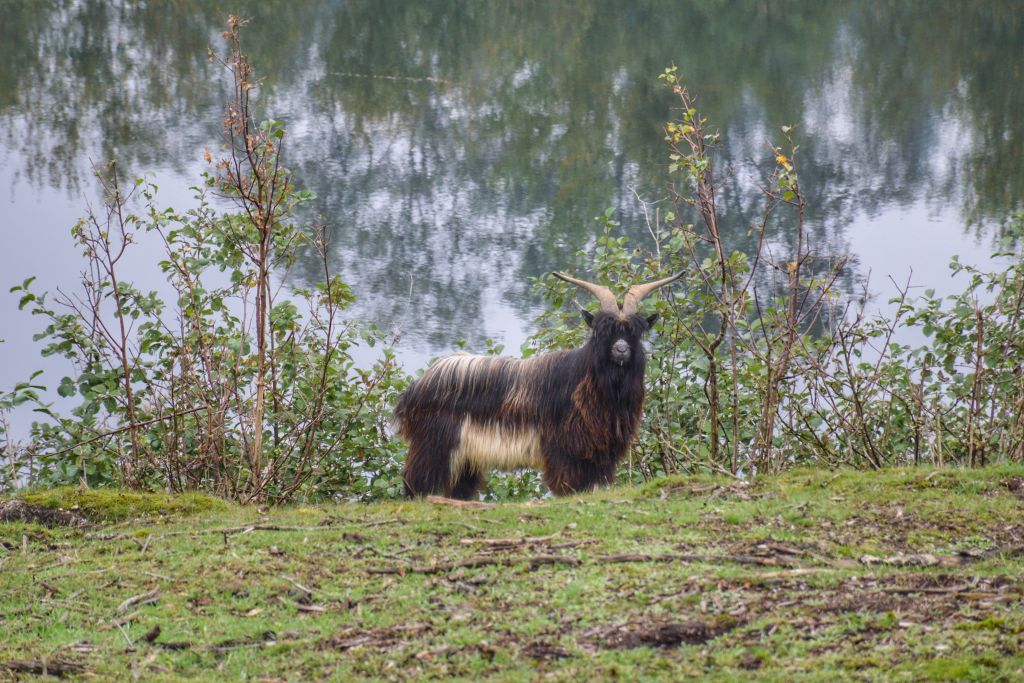 Nederlandse landgeit op het Zwerfsteneneiland