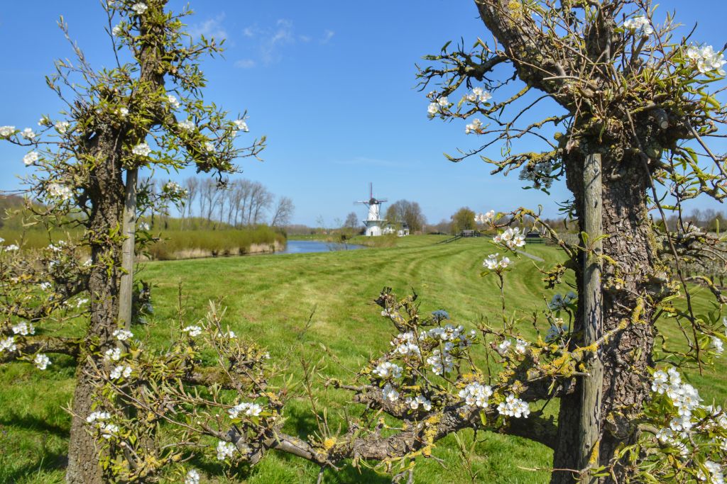 Molen de Vlinder tussen de bloesems