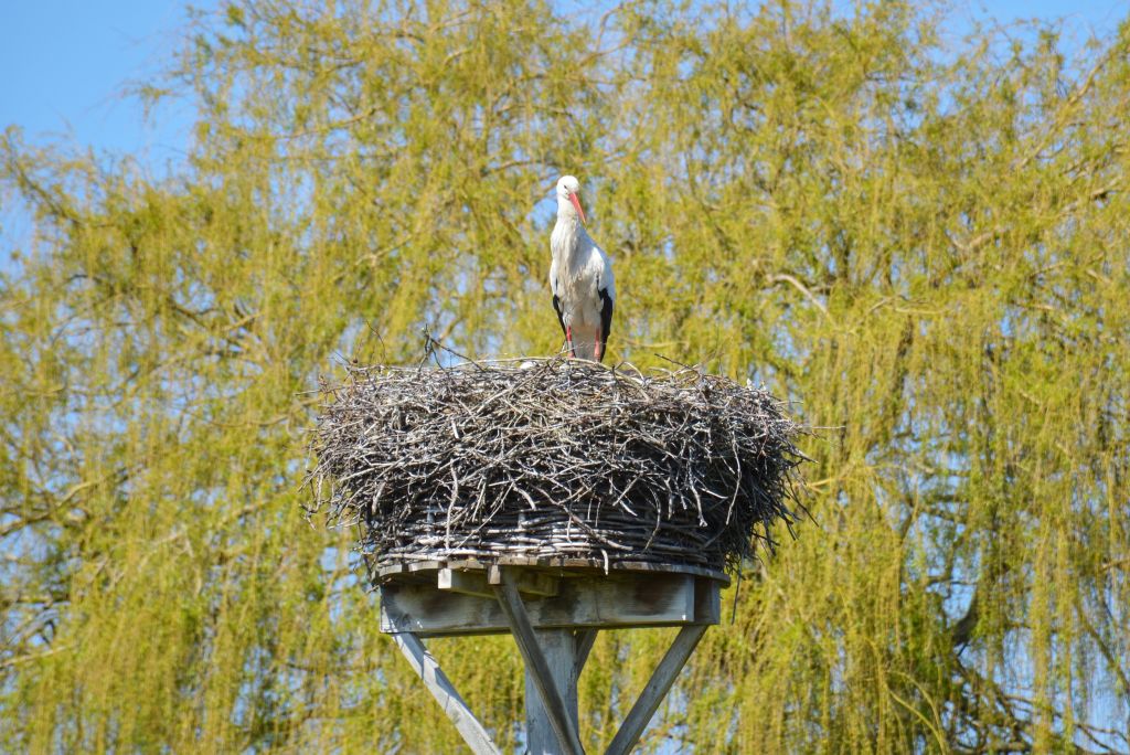 Ooievaarsnest