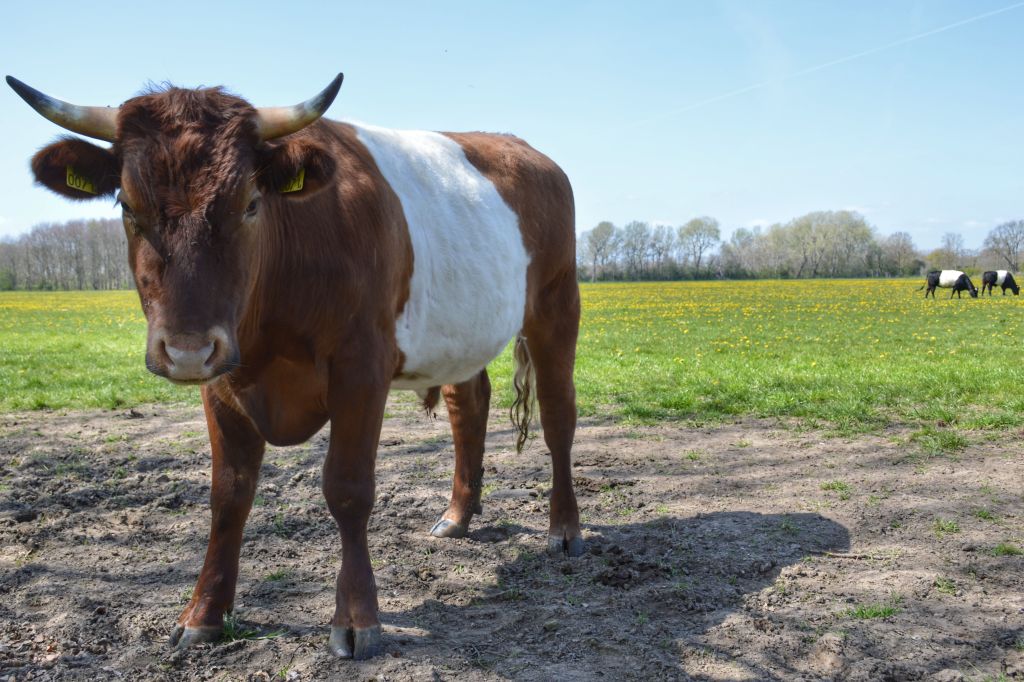Koeien op Landgoed MAriënwaerdt