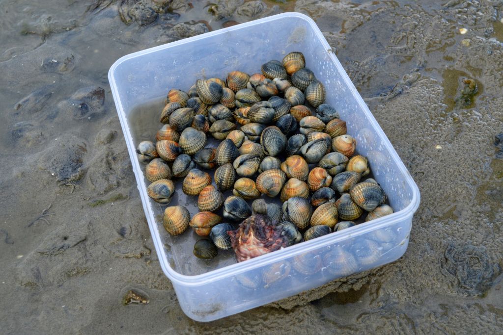 kokkels zoeken terschelling