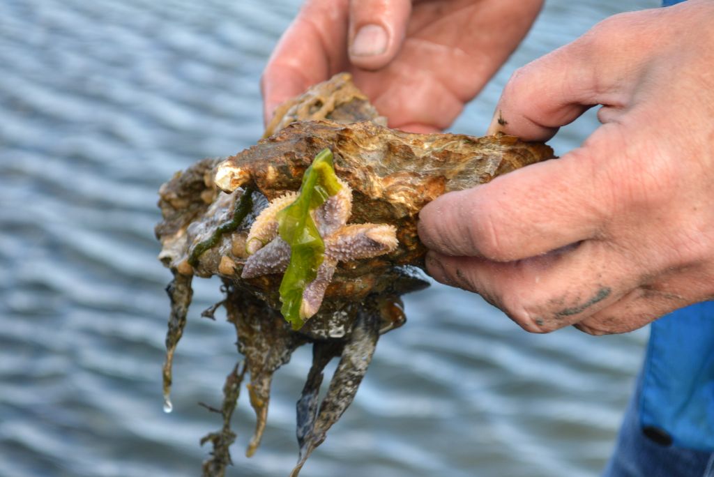 oesters zoeken terschelling