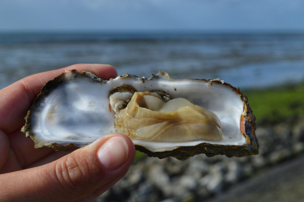 oesterproeverij op het wad - terschelling