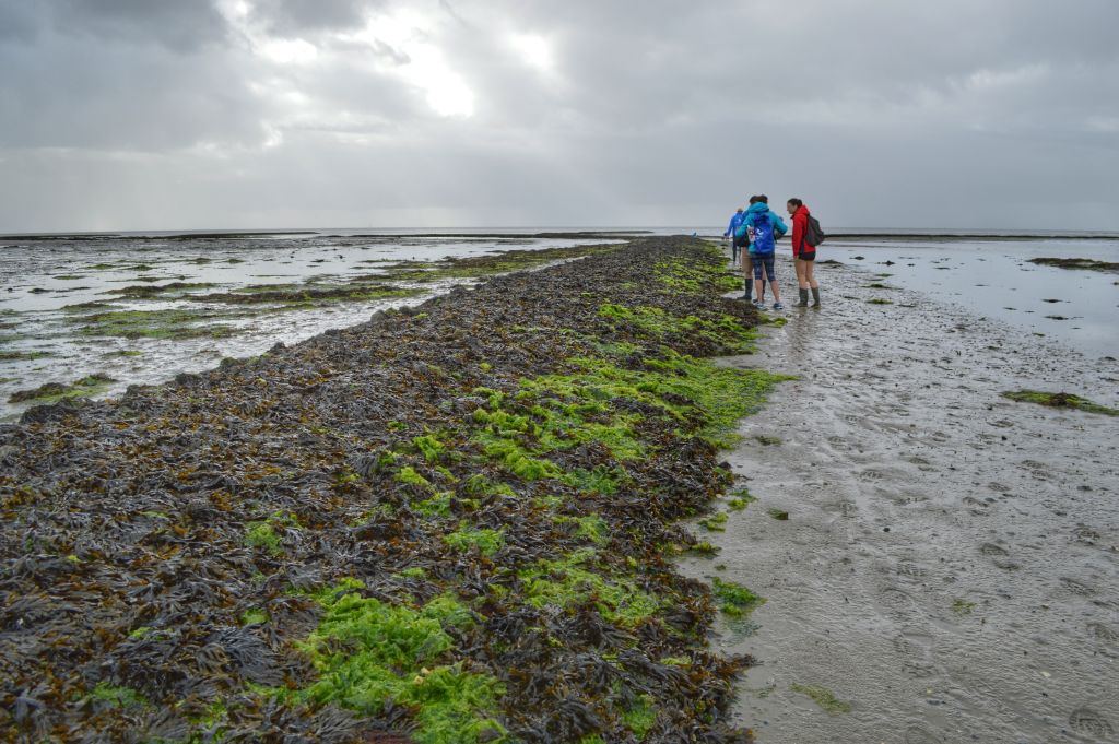 culinair-wadlopen-terschelling-7