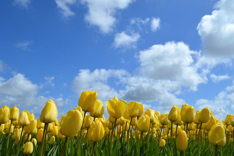 fietsen in de bollenstreek - gele tulpen