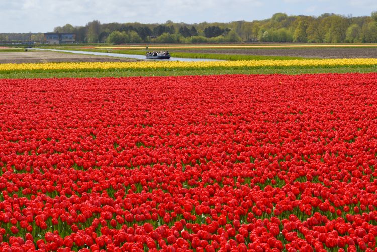fietsen in de bollenstreek - rode tulpenveld