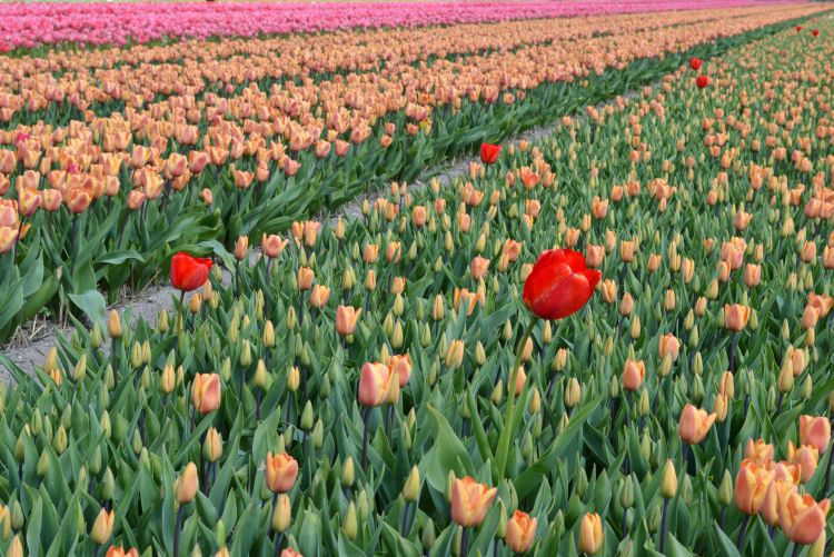 fietsen in de bollenstreek - tulpenzee