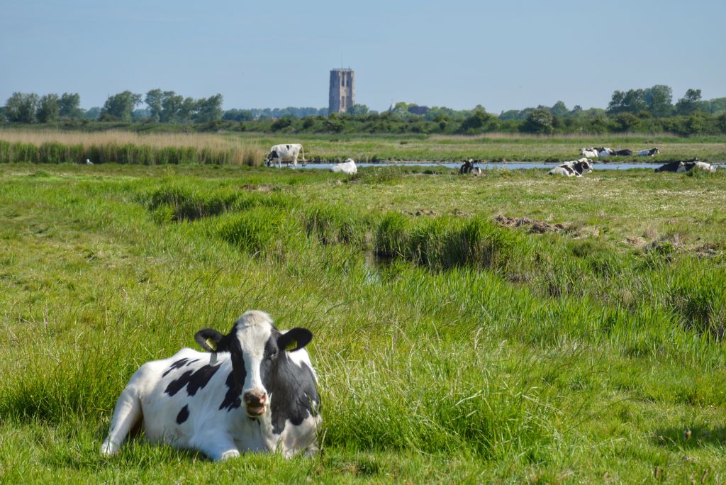 Koeien Goeree-Overflakkee