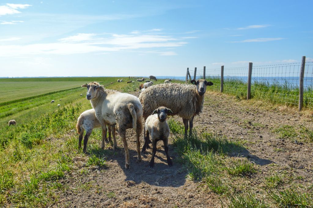 Schapen Grevelingenmeer