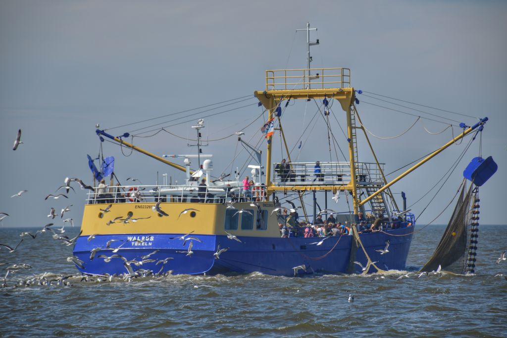 Texelse garnalenkotter