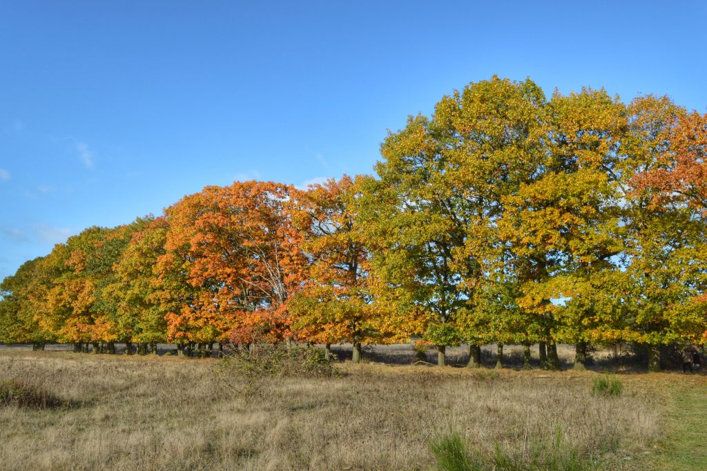 Plantage Willem III - Elst