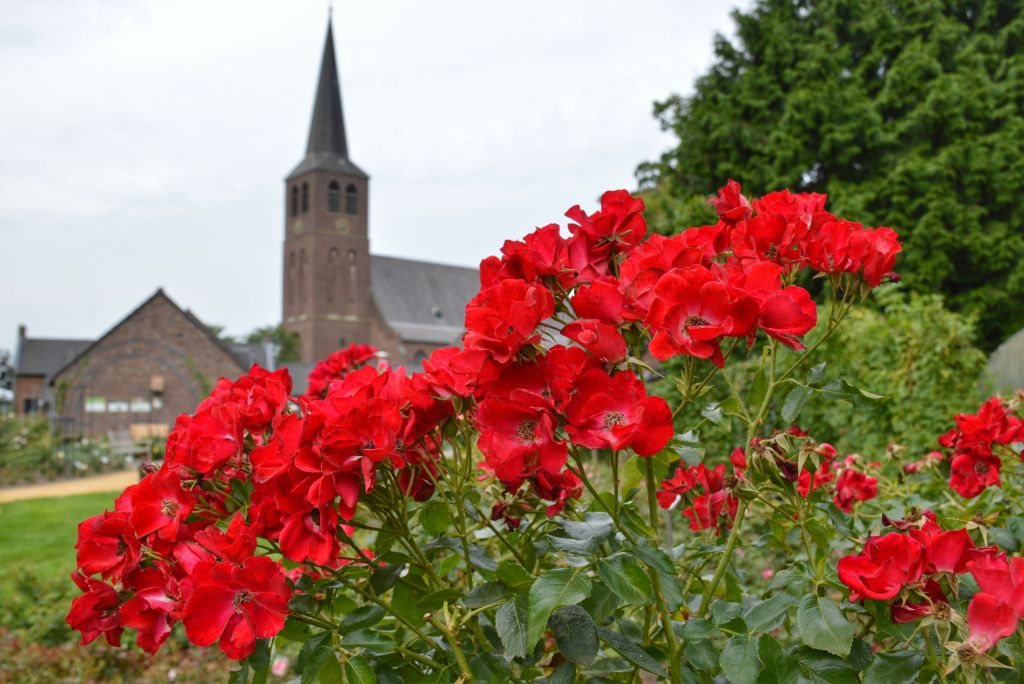 Rozendorp Lottum Limburg