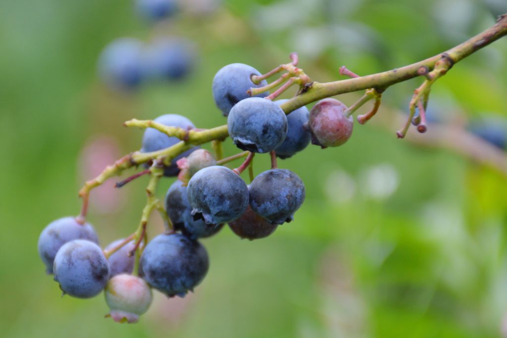 Blauwe bessen Limburg