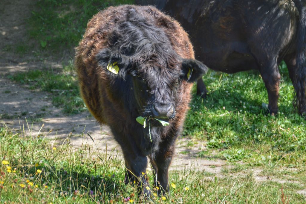 Galloway rund - de Blauwe Kamer