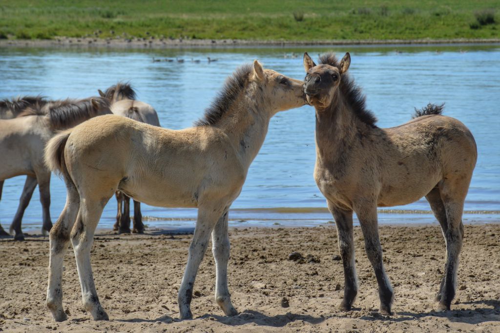 Konikpaarden - de Blauwe Kamer