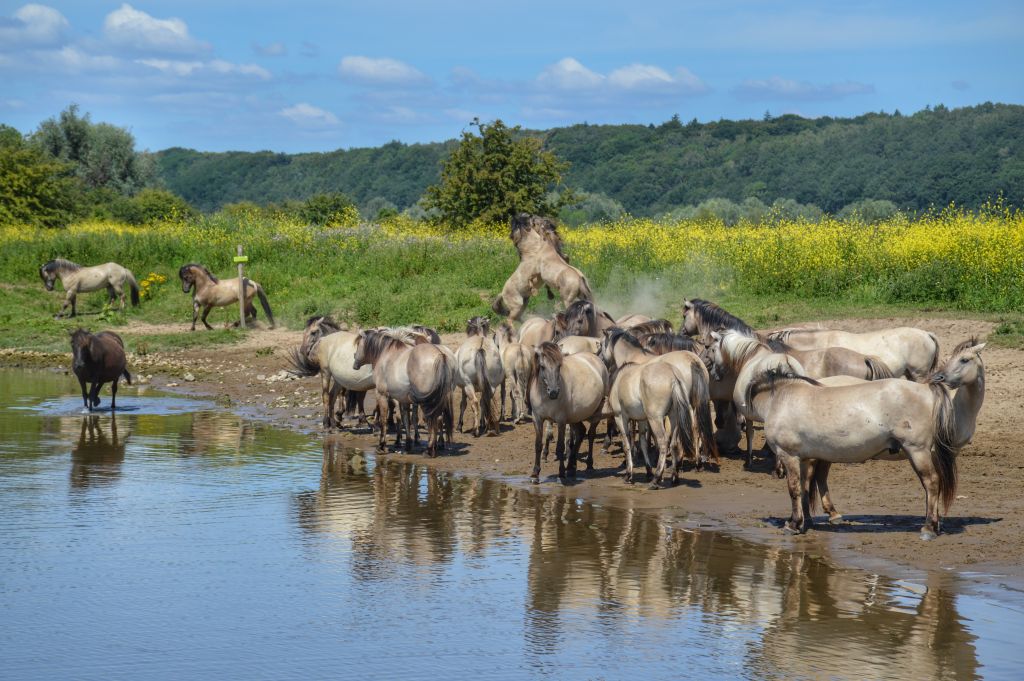 Natuurgebied de Blauwe Kamer