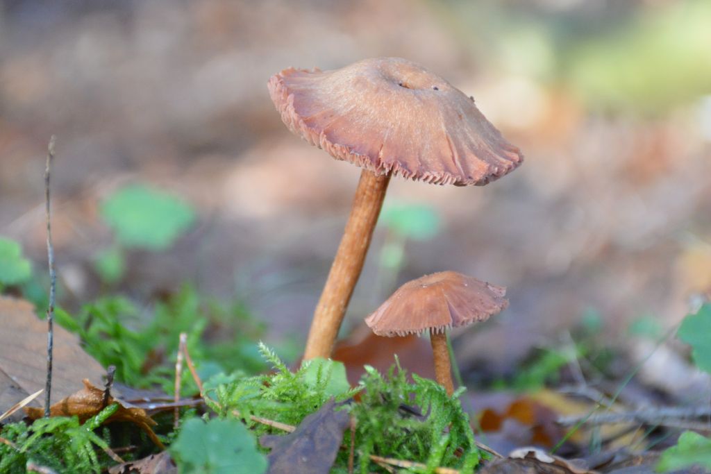 Paddenstoelen