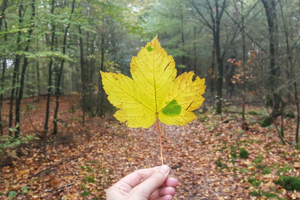 Herfst op de Utrechtse Heuvelrug