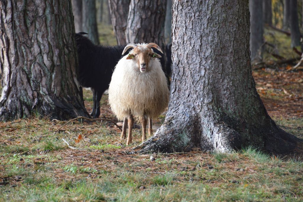 Landgoed Heidestein Zeist