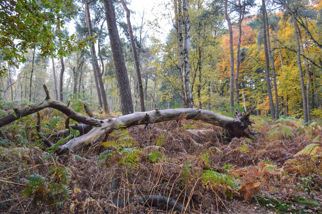 Sprookjesachtig bos Grebbeberg