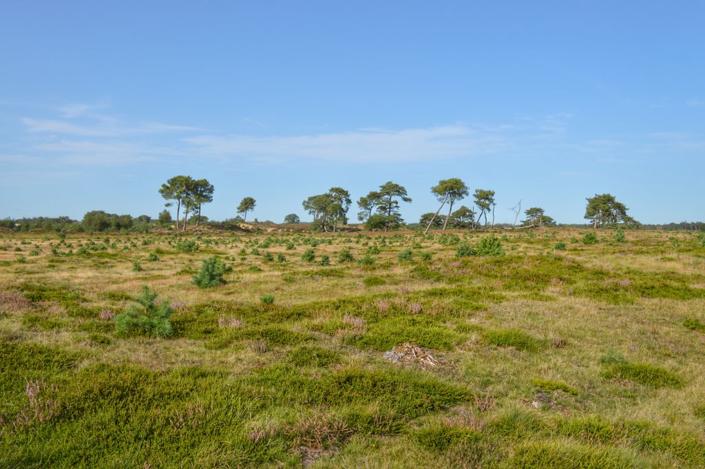 Landschap Drents-Friese Wold