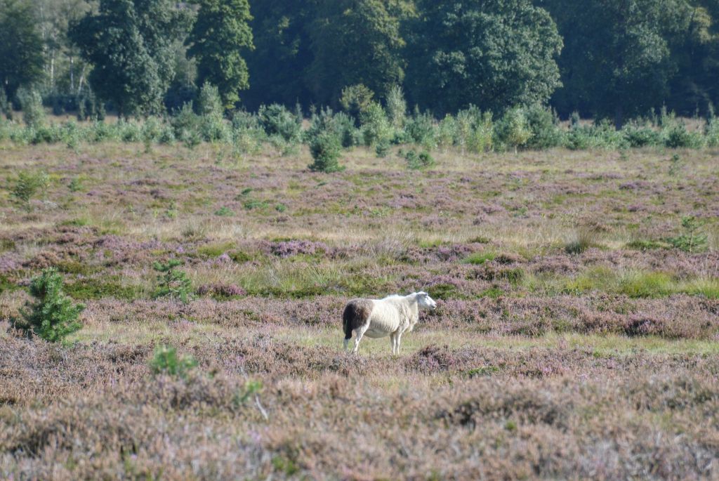 Schaap heide Drents-Friese Wold
