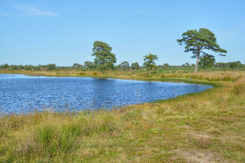 Grenspoel Drents-Friese Wold