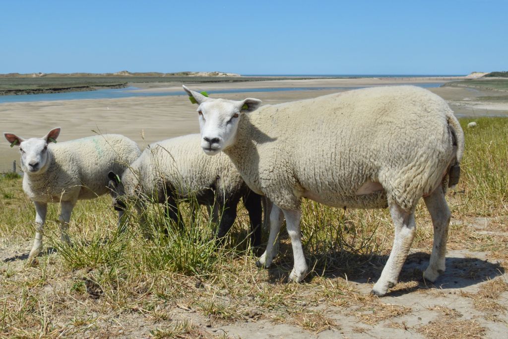 Schapen het Zwin