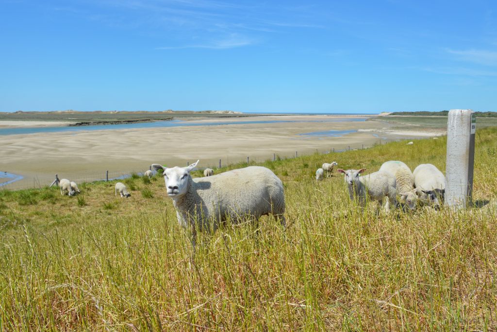 Schapen het Zwin