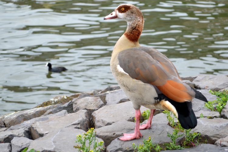 stadswandeling rotterdam (9)