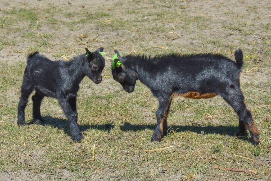 Geitenboerderij de Mekkerstee Ouddorp