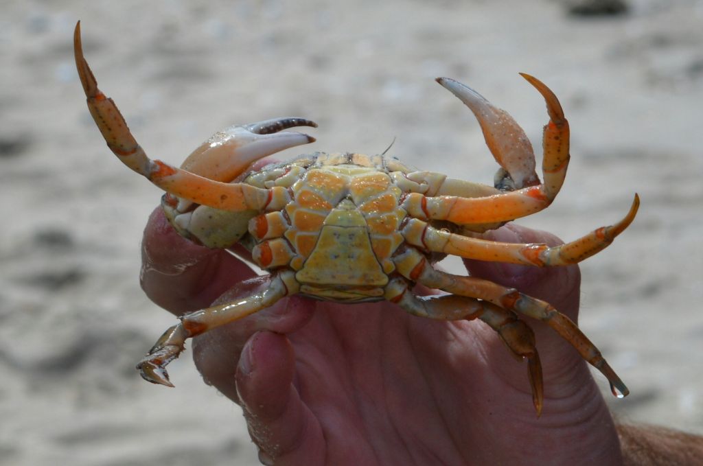 tips vlieland ontdekken - mannetjeskrab korren