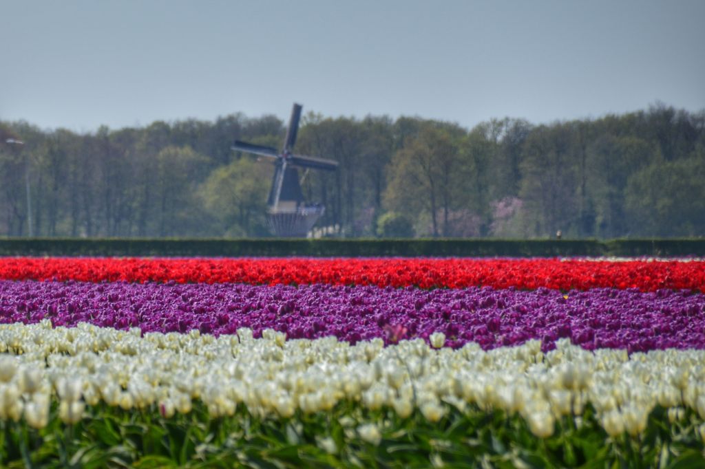 De molen van de Keukenhof
