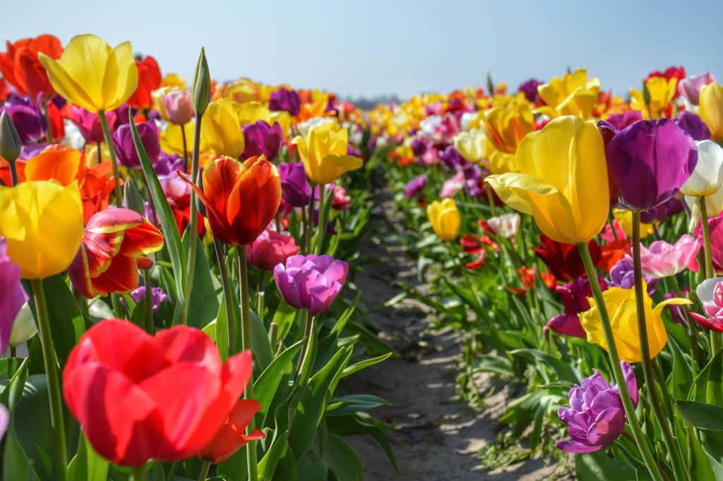 Tulpen in alle kleuren van de regenboog