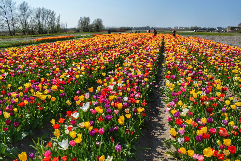 Annemieke's Pluktuin