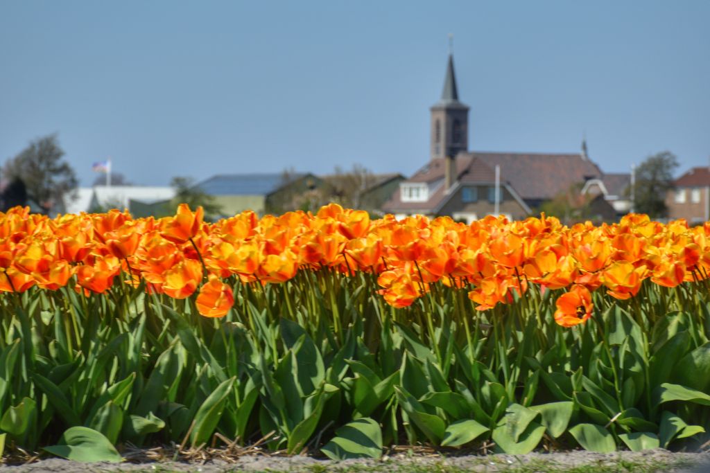 Een oranje tulpenzee