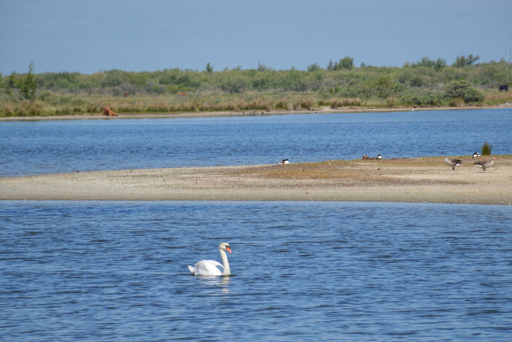 Watervogels Slikken van Flakkee