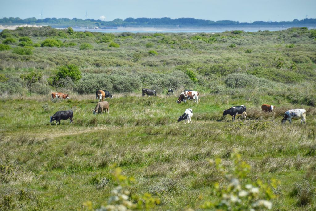 Koeien in de Kwade Hoek