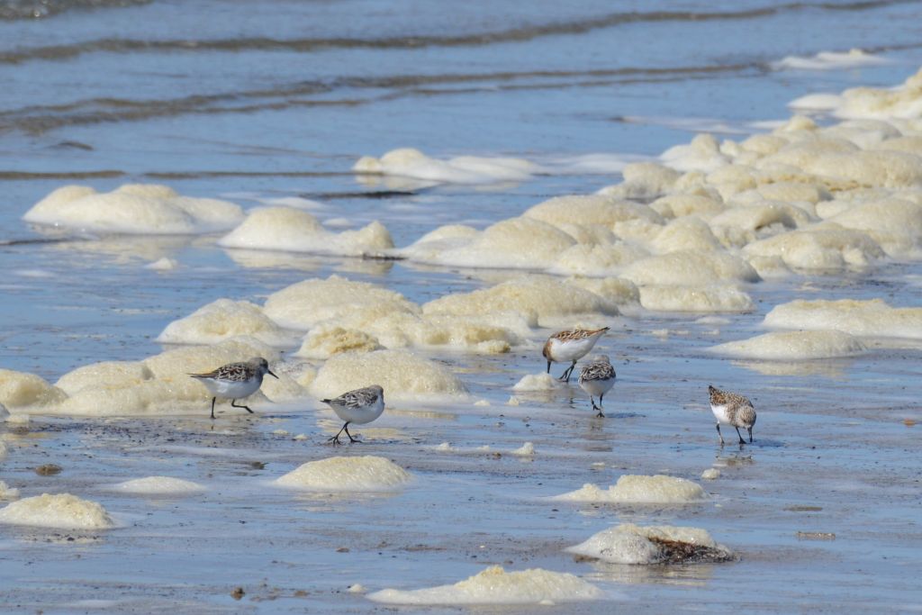 Strandlopers in de branding