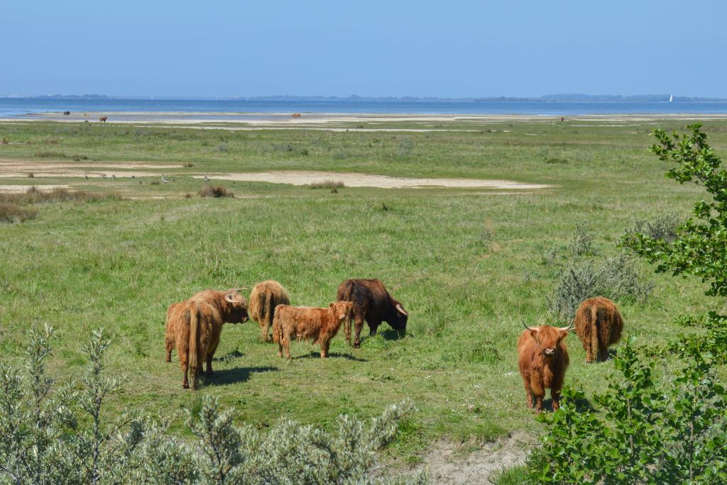 Schotse Hooglanders op de Slikken van Flakkee