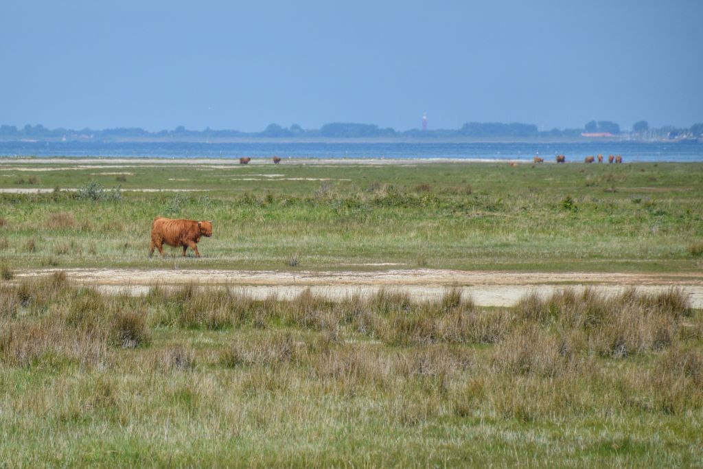 Natuur gebied de Slikken van Flakkee