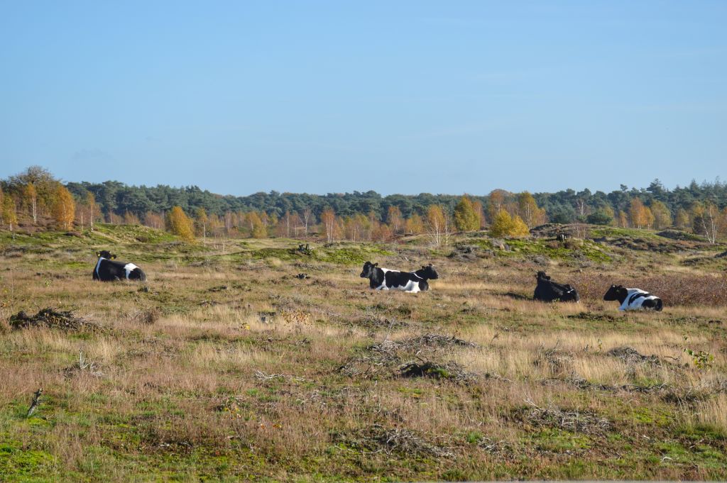Heidevelden Wekeromse Zand