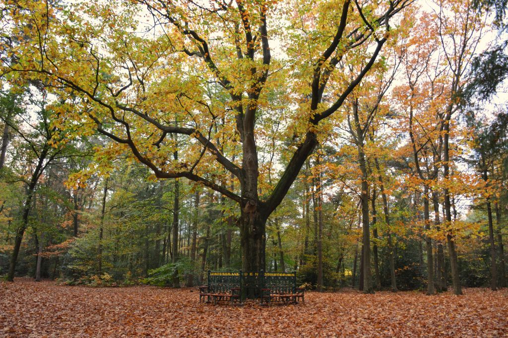 Luntersch Buurtbosch