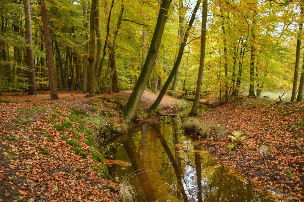 Leuvenumse beek - Veluwe